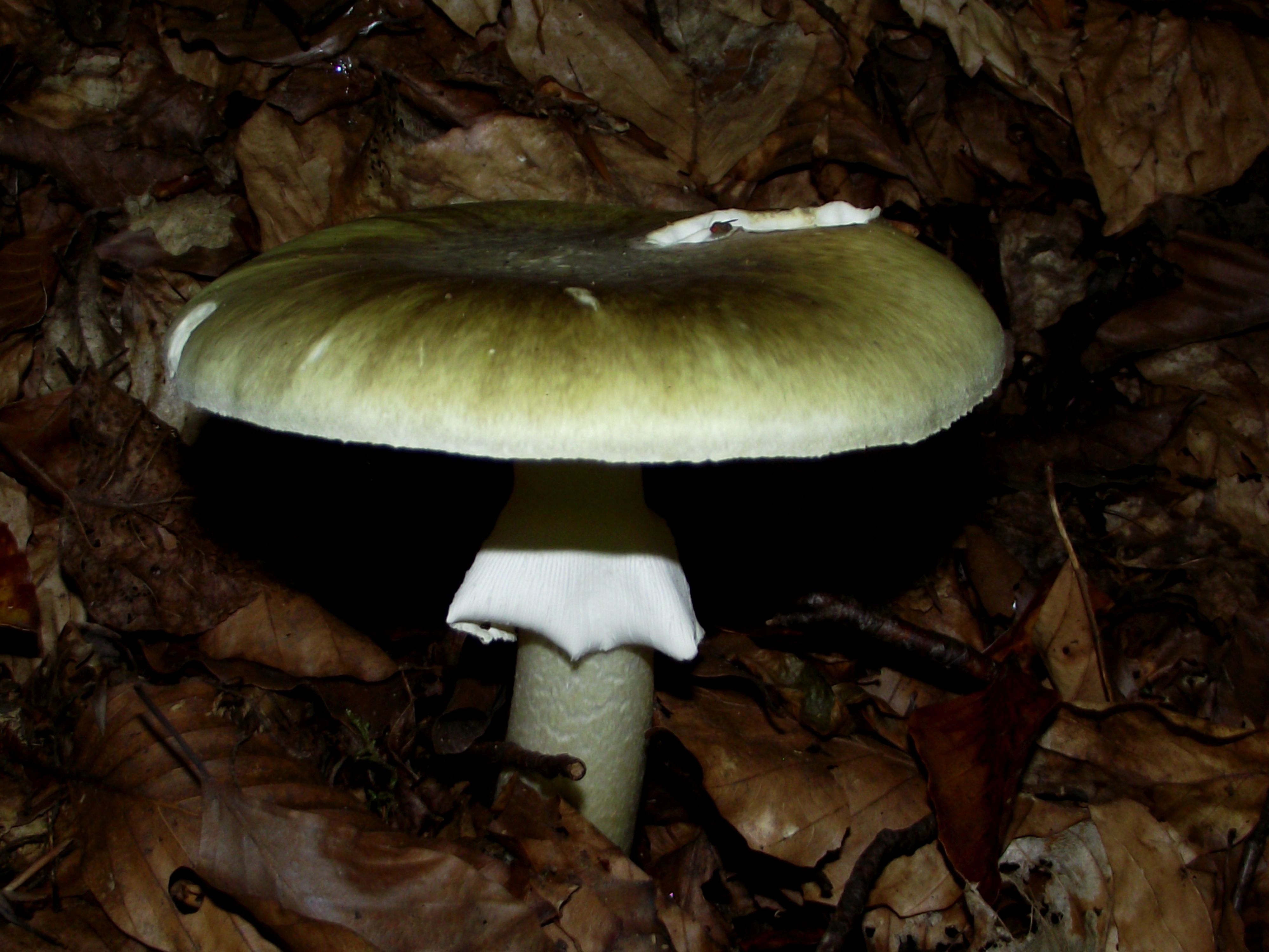 Grüner Knollenblätterpilz